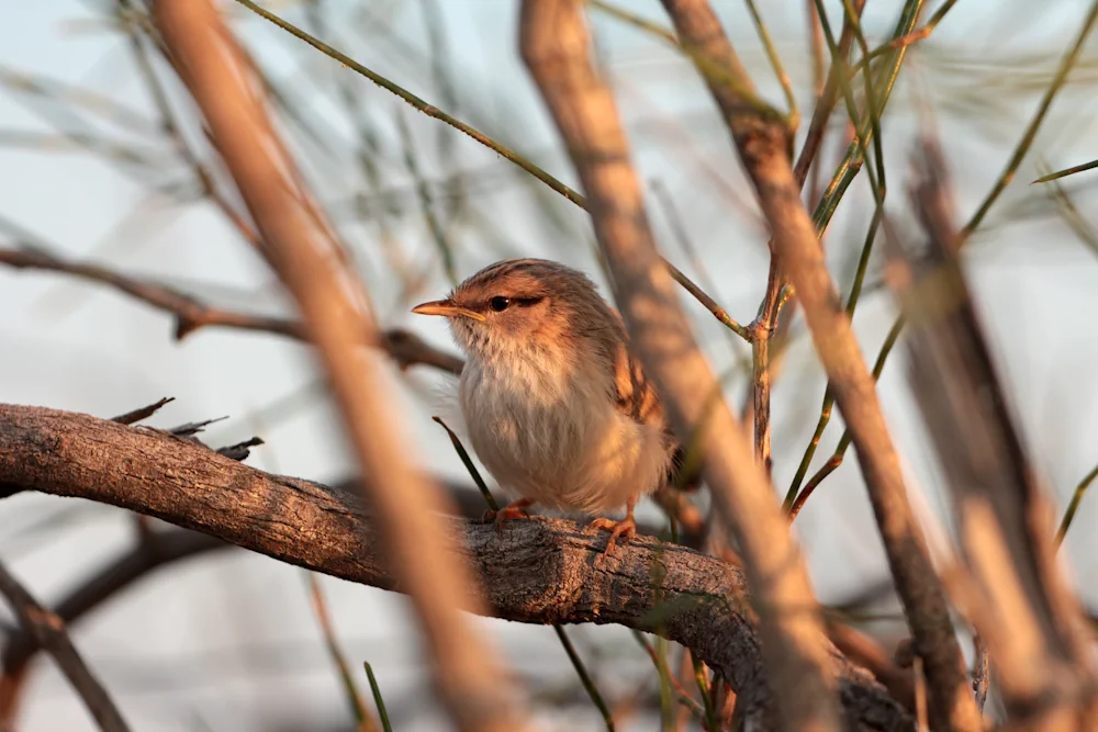 Wüstendickichtsänger