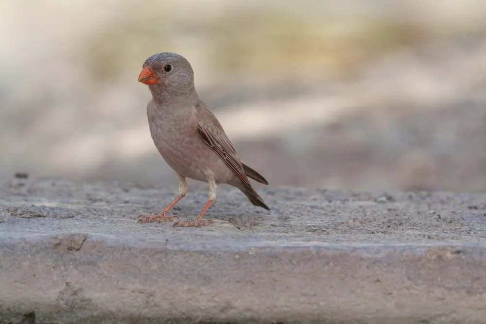 Wüstenkernbeißer (Bucanetes githagineus)