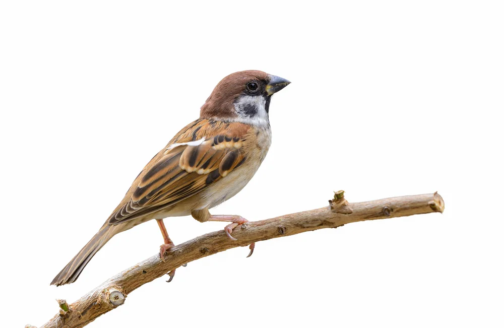 Wüstensperling (Passer ammodendri)