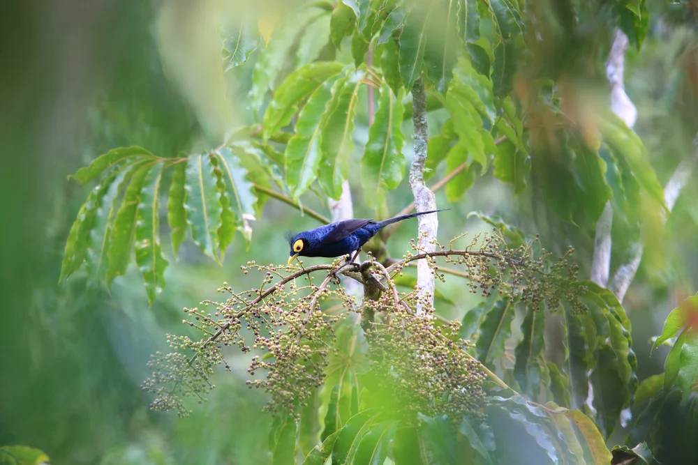 Wunderbare Schneeeule (Goodfellowia miranda)