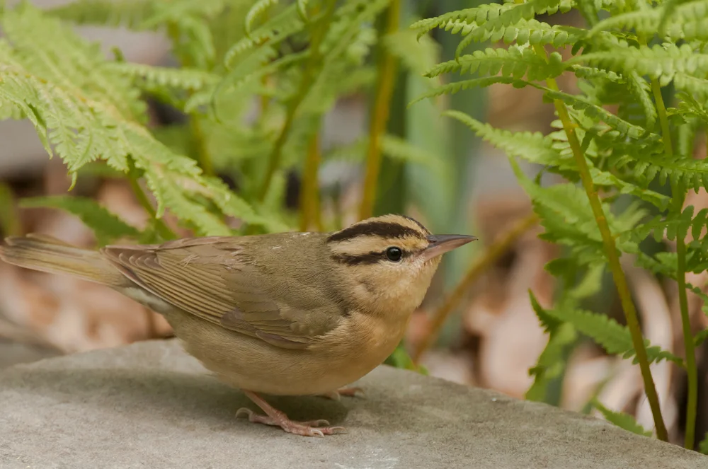 Wurm fressender Sänger (Helmitheros vermivorum)