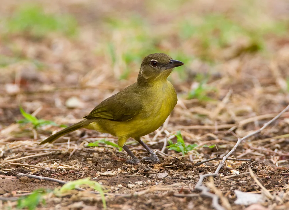 Xaviers Laubsänger (Phyllastrephus xavieri)