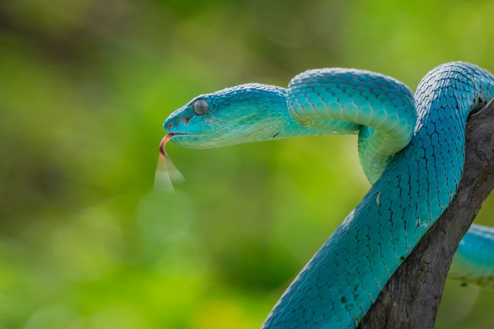 Xiangcheng-Bambusotter (Trimeresurus xiangchengensis)