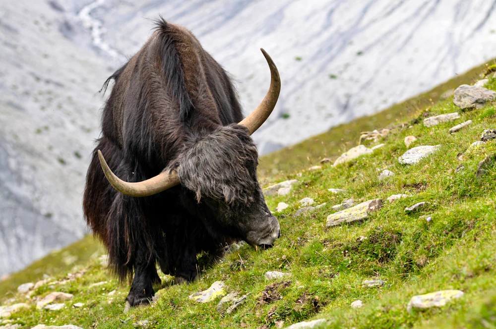 Yak