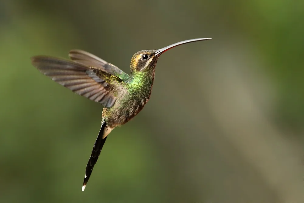 Yaruqui-Schattenkolibri (Phaethornis yaruqul)