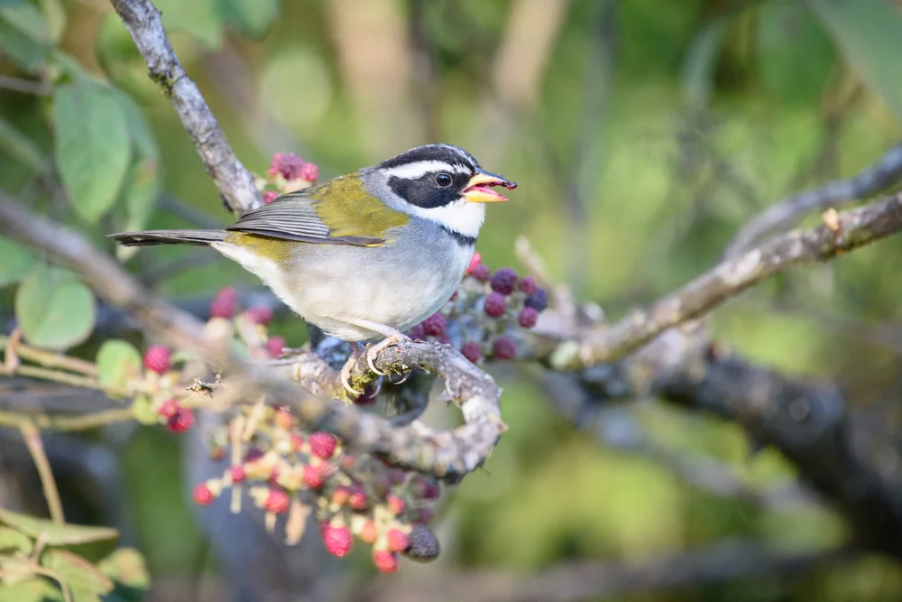 Yellow-billed Sparrow (Arremon flavirostris)