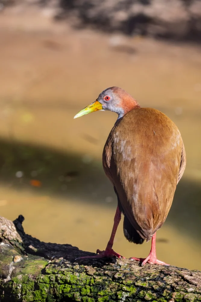 Ypecaha-Sumpfhuhn (Aramides ypecaha)