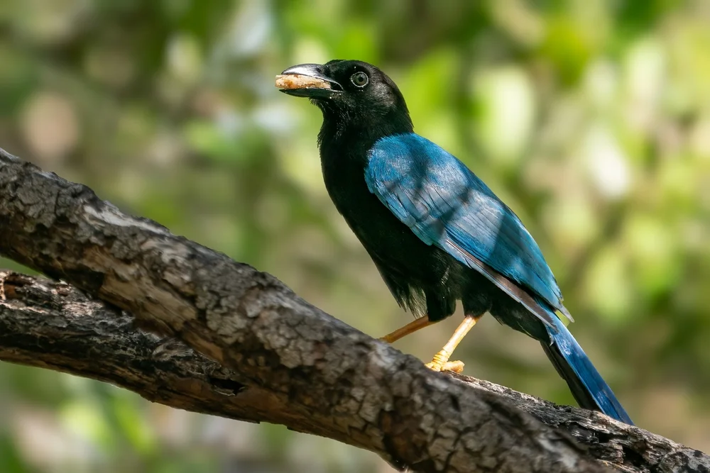 Yucatán-Gaiskönig (Cyanocorax)