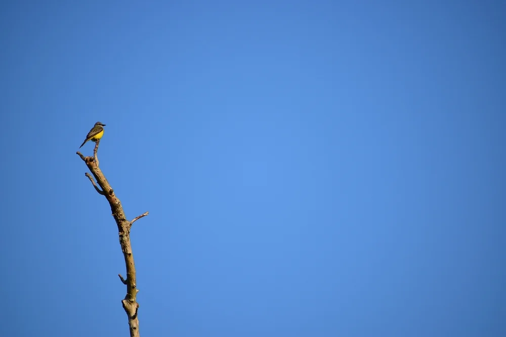 Yucatan-Tyranne (Yucatan-Tyranne)