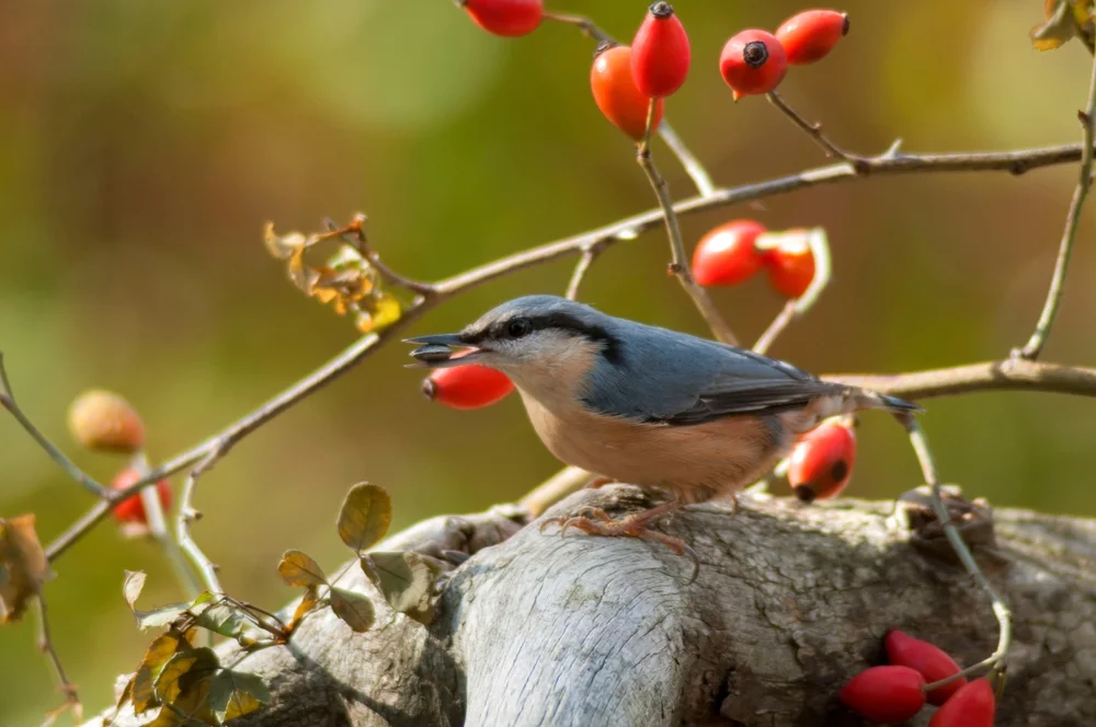 Yunnan-Kleiber (Sitta yunnanensis)