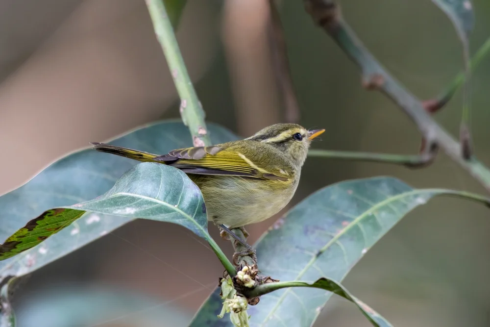 Yunnan-Laubsänger (Phylloscopus yunnanensis)