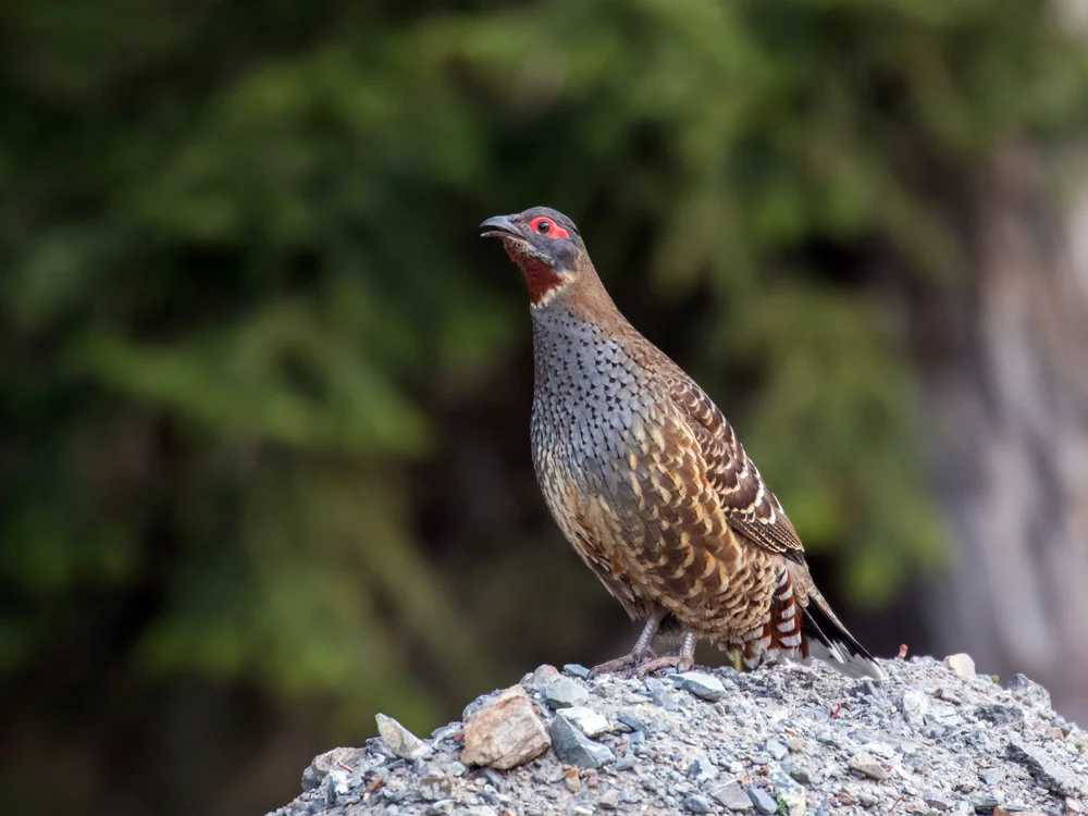 Yunnan-Ohrfasan (Tetraophasis obscurus)