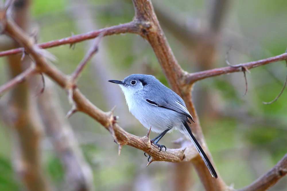 Zahme GrasmückeZahme  (Polioptila dumicola)