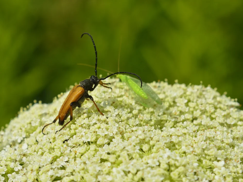 Zahnhalsiger Schnellkäfer