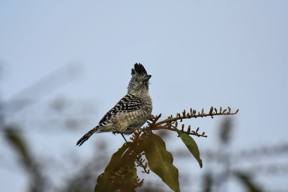Zarumas Ameisenschlüpfer (Thamnophilus zarumae)