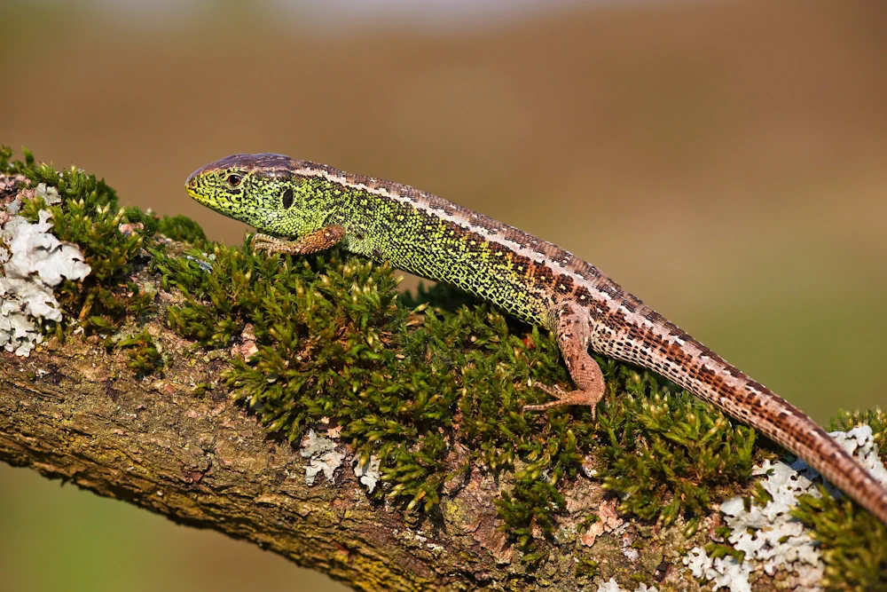 Zauneidechse (Lacerta agilis)
