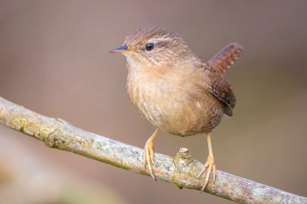 Zaunkönig (Troglodytes troglodytes)