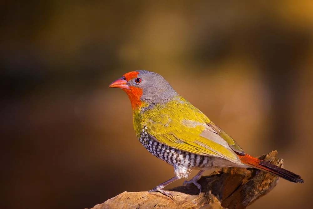 Zebraastrild (Pytilia hypogrammica)