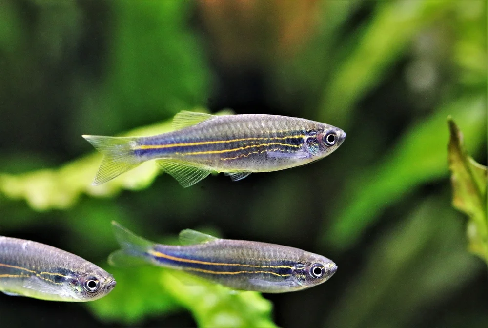 Zebrabärbling (Danio rerioRerio)