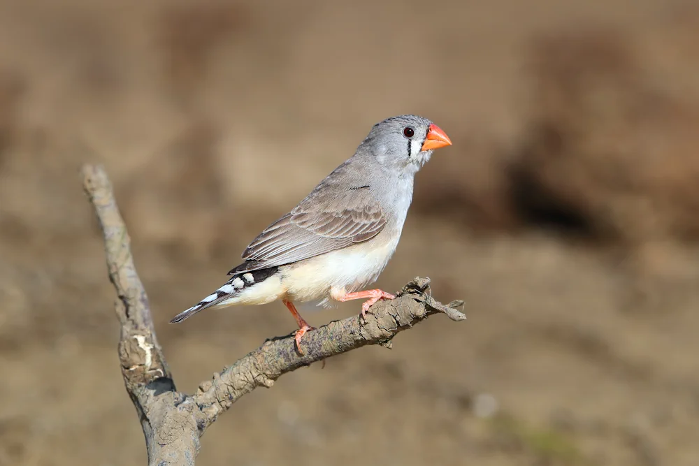 Zebrafink (Taeniopygia guttata)