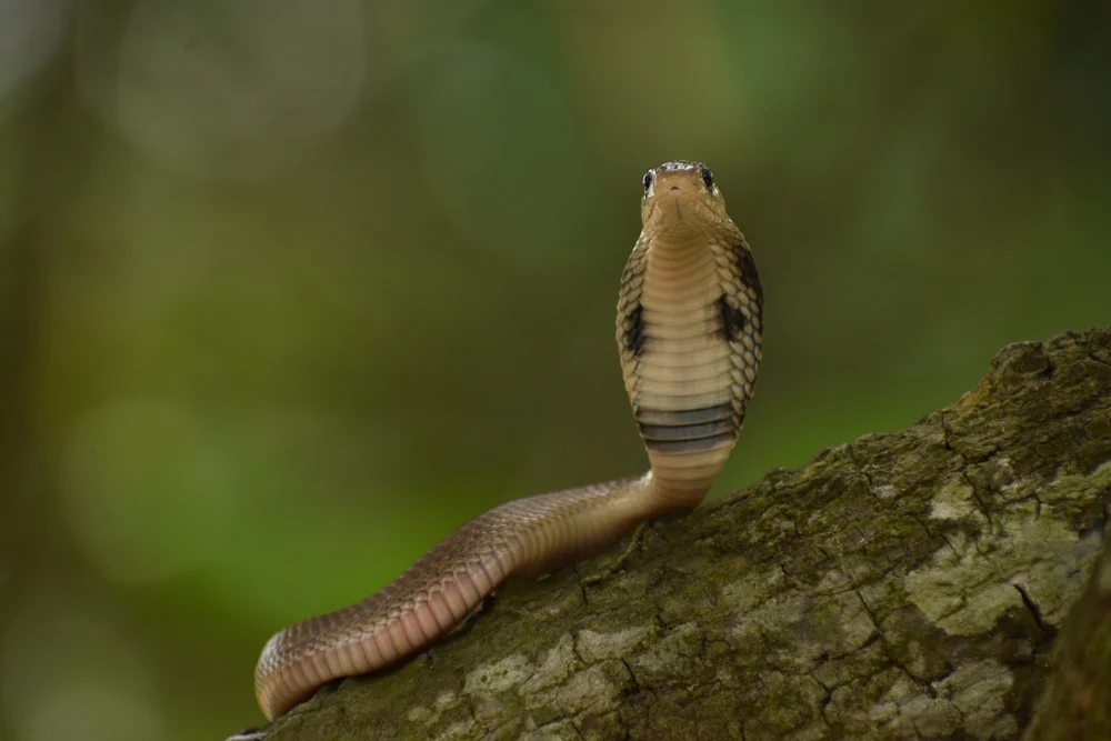 Zentralafrikanische Spritzkobra (Naja katiensis)