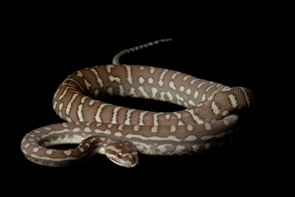 Zentralian-Python (Morelia bredli)