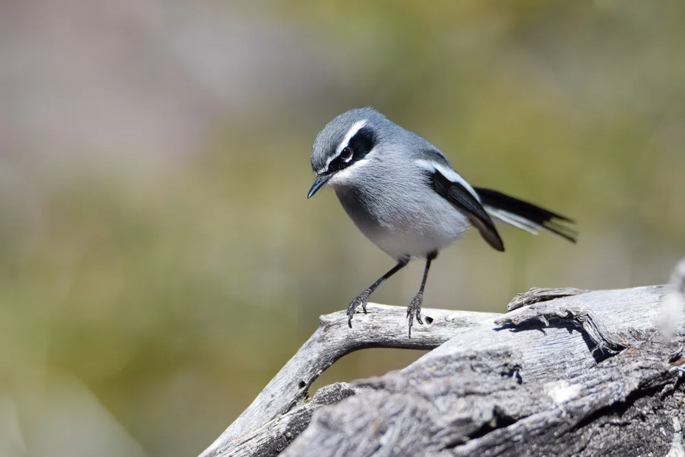 Zierliche Baumsteigerin (Stenostiria scita)