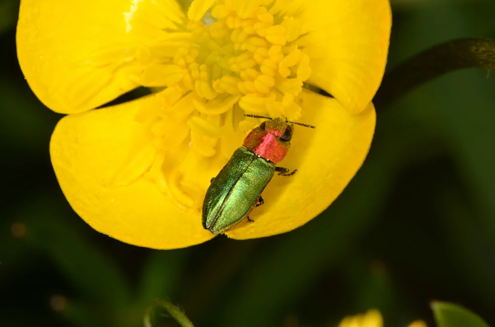 Zierlicher Prachtkäfer