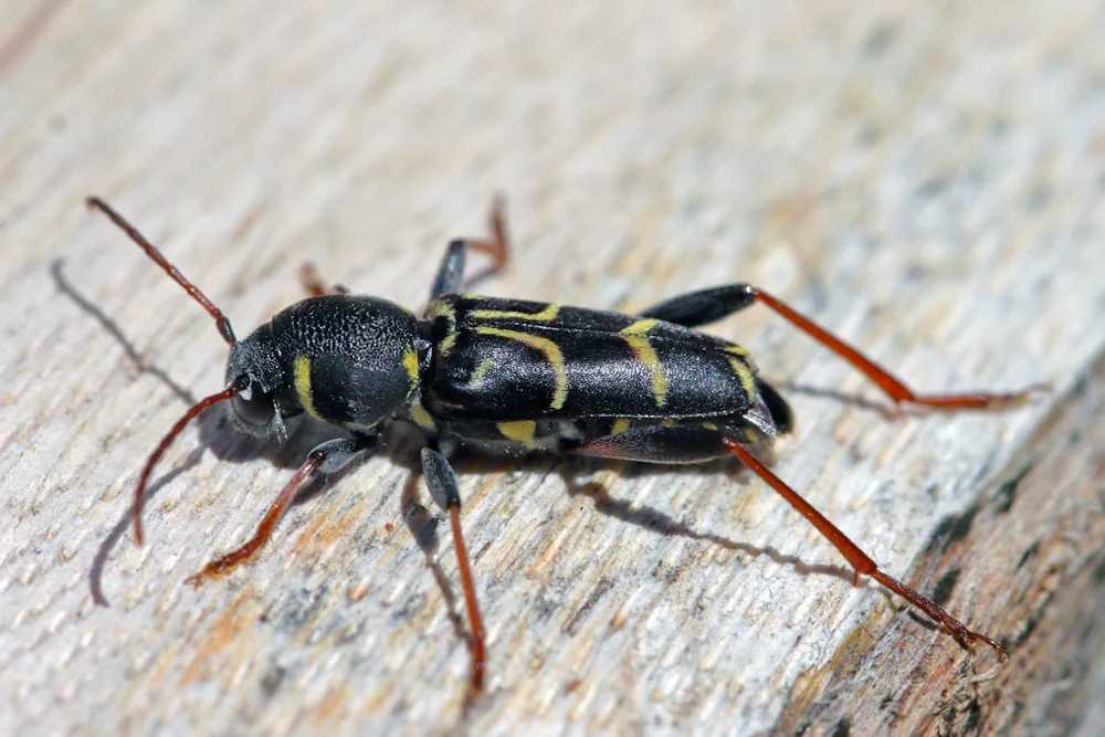 Zierlicher Widderbock