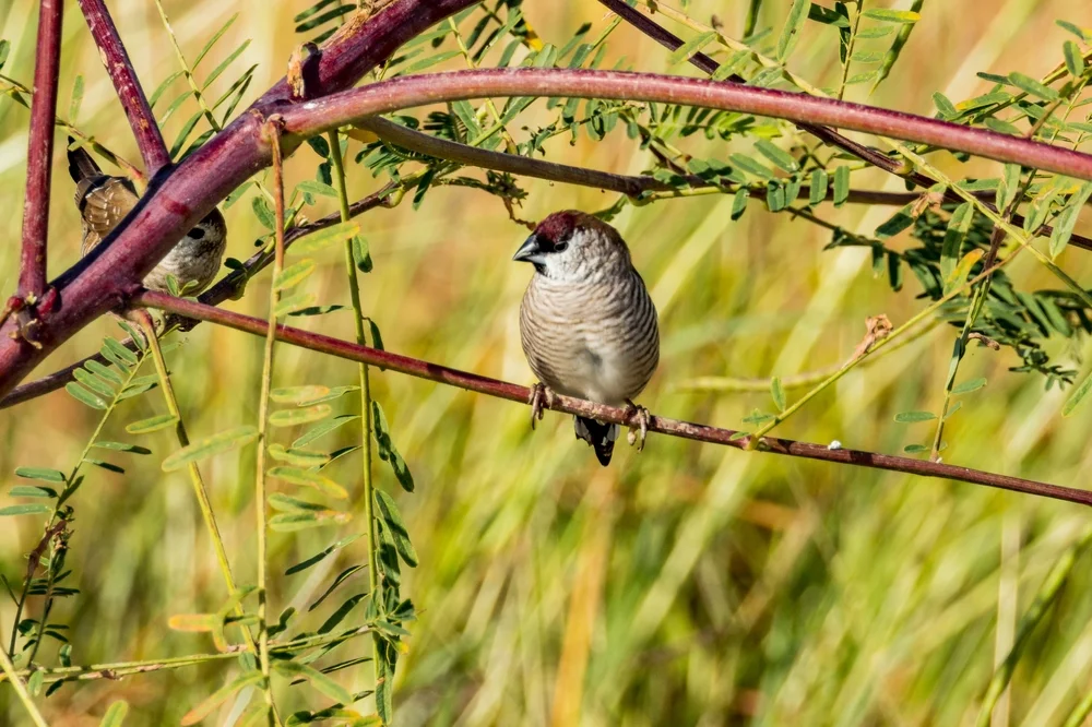 Zierliches Reisvögelchen (Neochmia modesta)