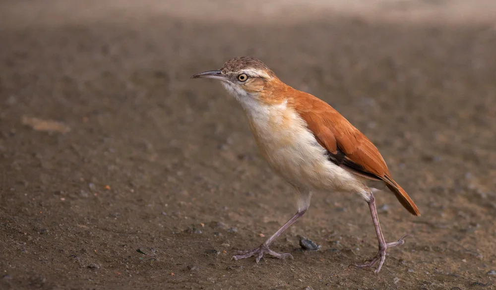 Zimt-Baumsteiger (Hypocryptadius cinnamomeus)