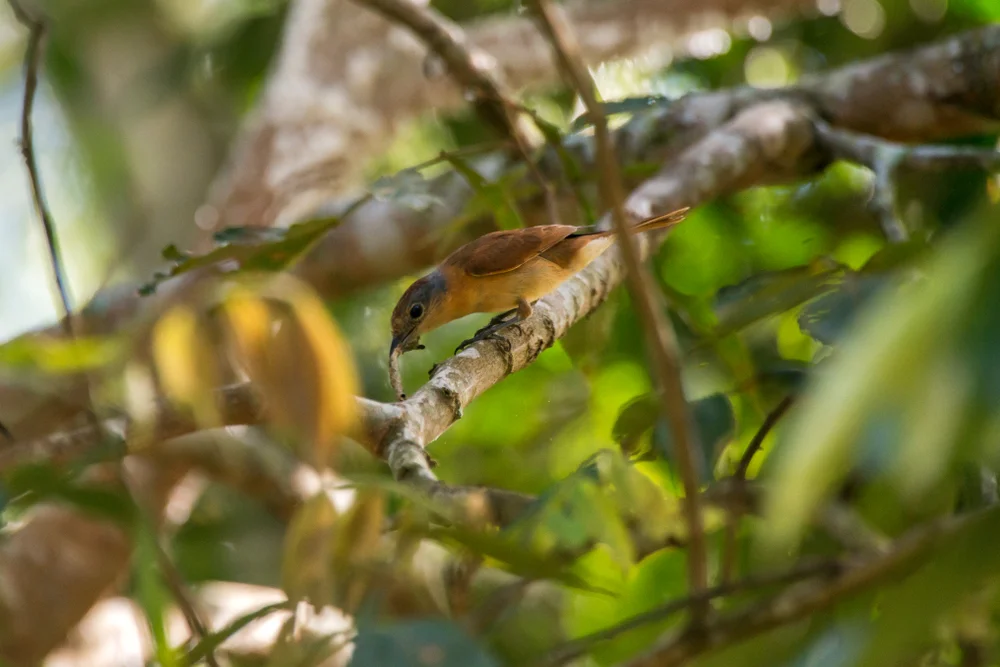 Zimt-Breitschnabel (Pachyramphus cinnamomeus)