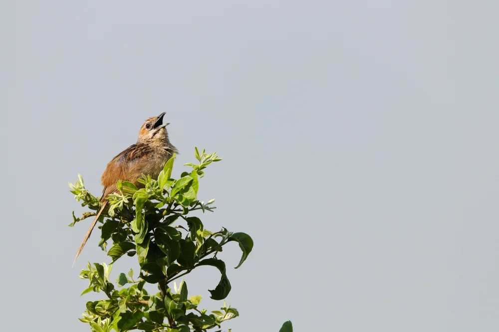Zimt-Cistensänger (Cisticola cinnamoneus)