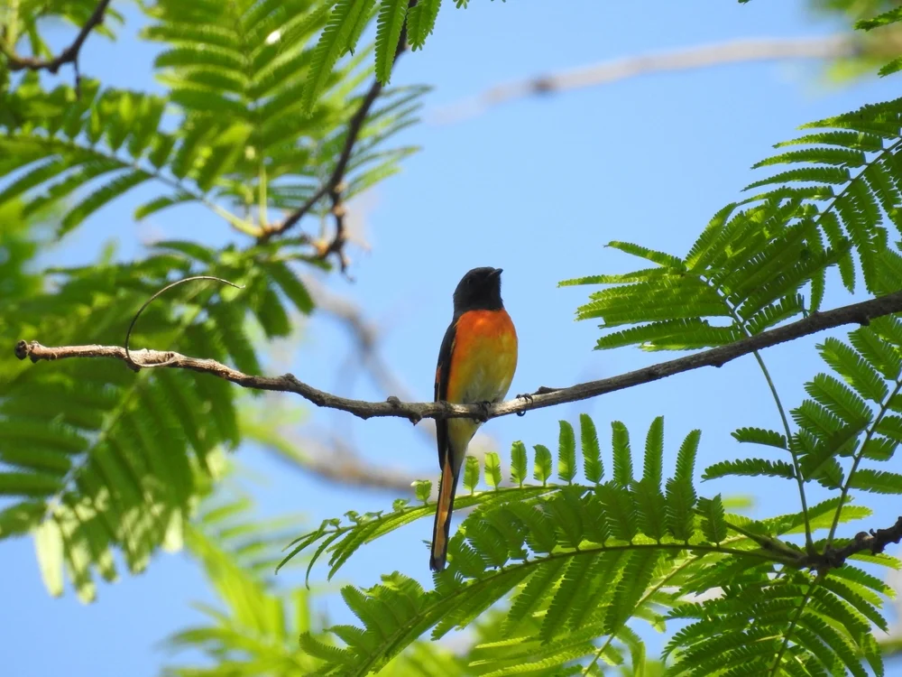 Zimt-Minivett (Pericrocotus cinnamomeus)