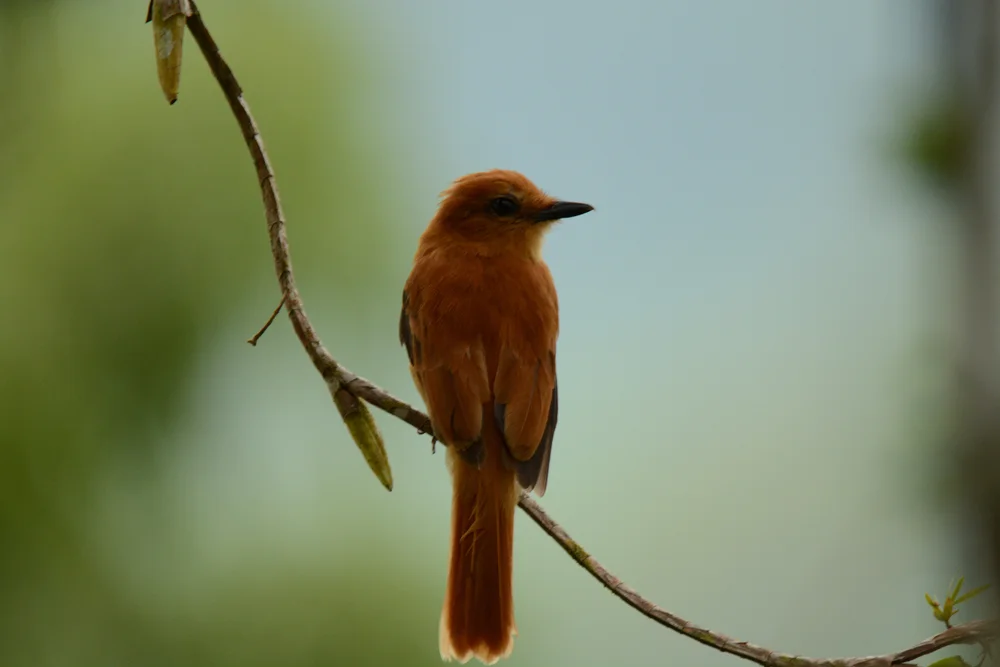 Zimt-Raubwürger (Attila citriniventris)