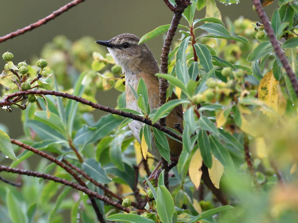 Zimt-Rohrsänger (Bradypterus cinnamomeus)