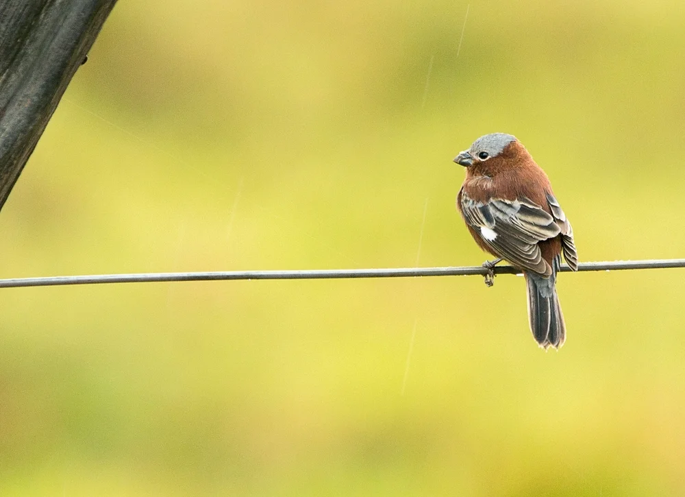 Zimt-Saatknospf (Sporophila cinnamomea)