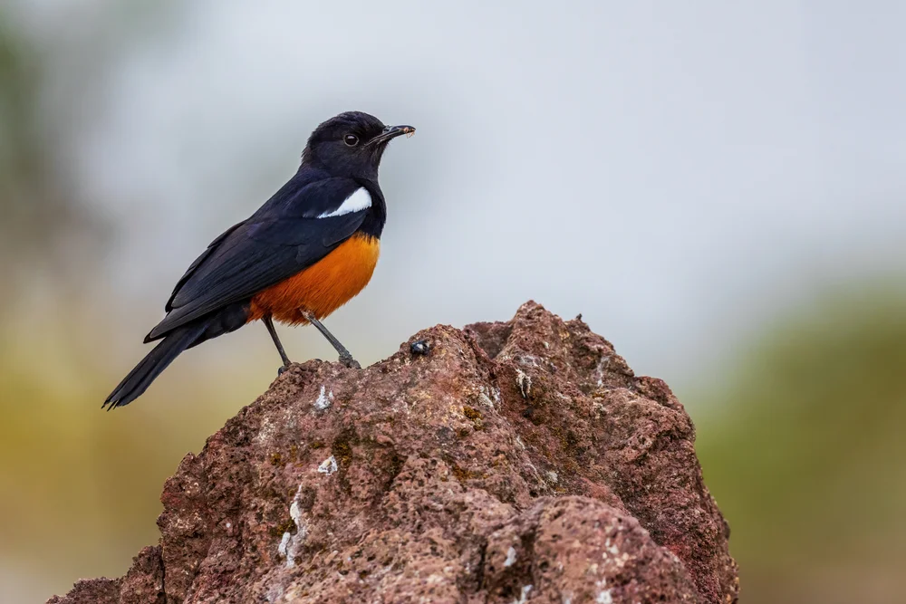 Zimtbauch-Felsenhüpfer (Thamnolaea cinnamomeiventns)