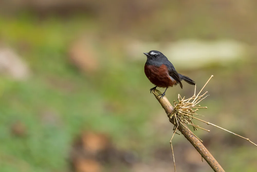 Zimtbauch-Tyrann (Ochthoeca cinnamomeiventris)