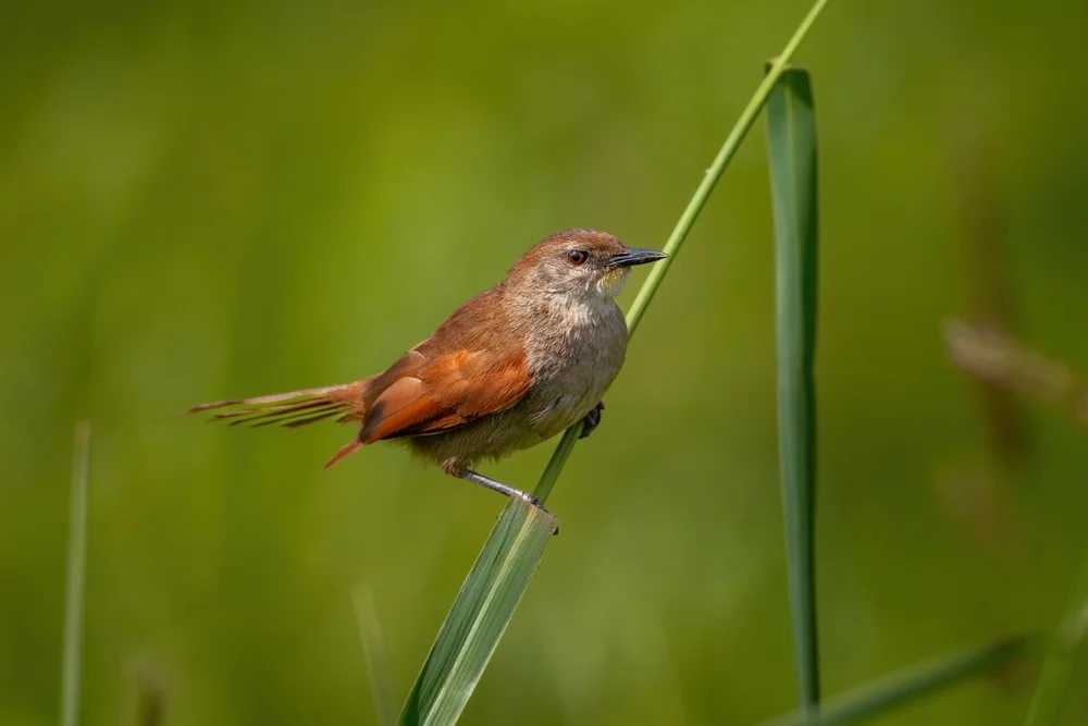 Zimtbaumsteiger (Certhiaxis cinnamomeus)
