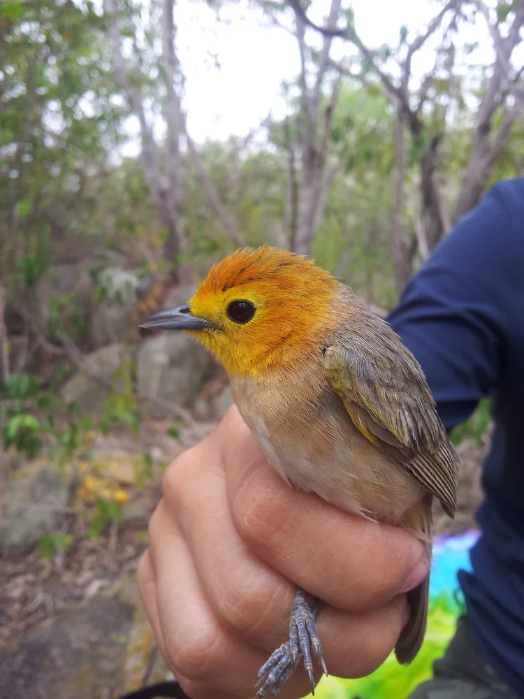 Zimtköpfchen (Thlypopsis fulviceps)