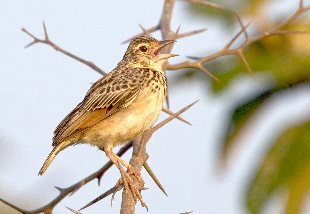 Zimtlerche (Mirafra rufocinnamomea)