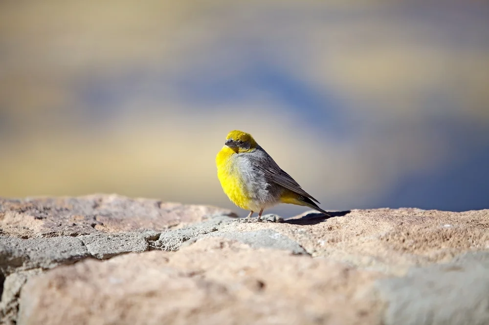 Zimtmarkfinke (Sicalis uropygialis)