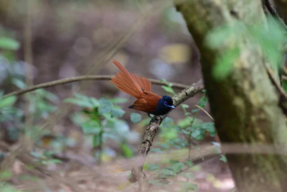 Zimtparadiesmonarch (Terpsiphone cinnamome)