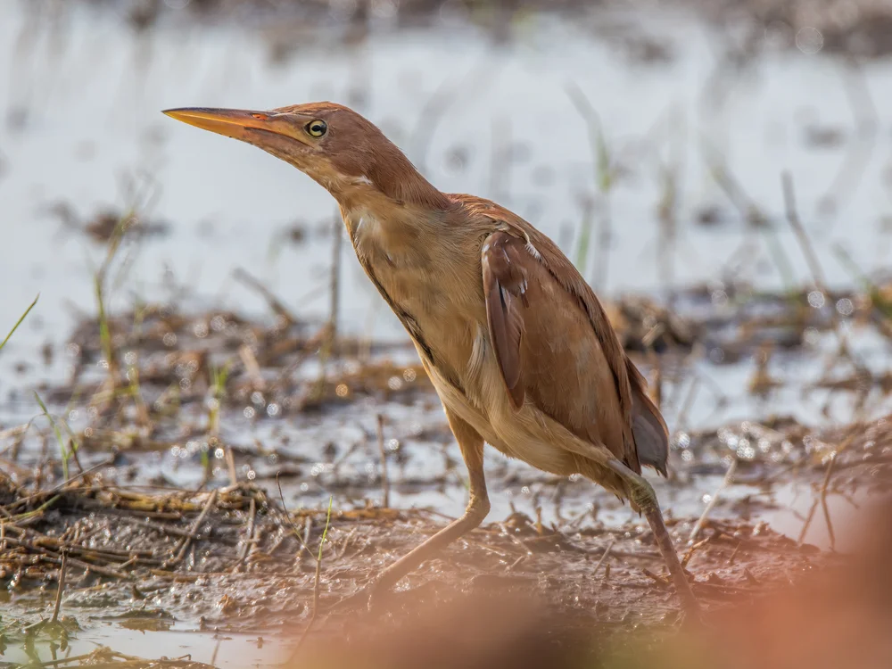 Zimtrohrdommel (Ixobrychus cinnamomeus)