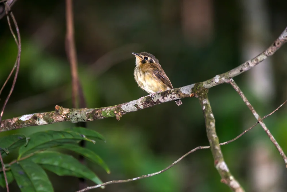 Zimtschopftyrann (Platyrinchus cancrominus)