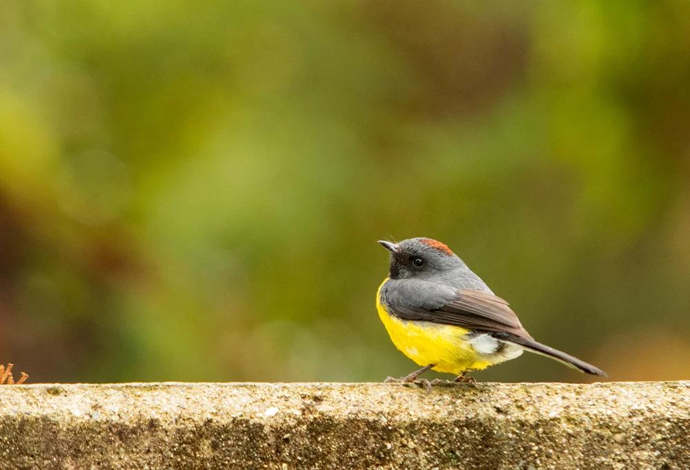 Zinnober-Waldsänger (Myioborus miniatus)