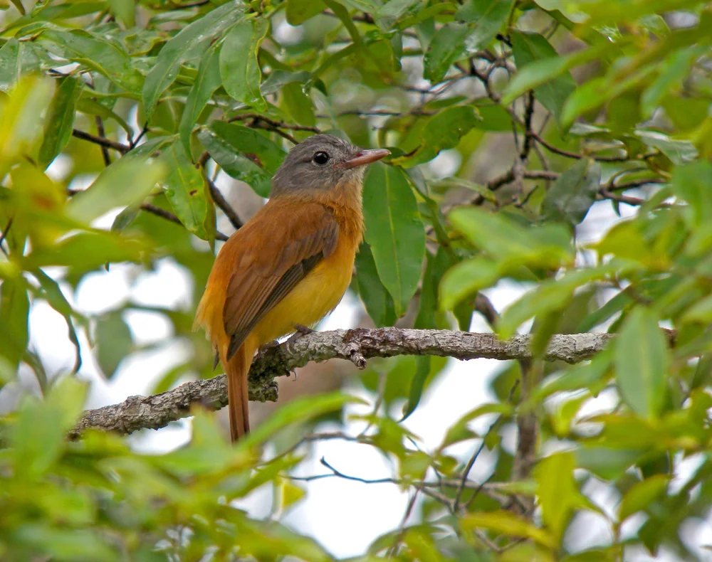 Zitronenbauch-Raubwürger (Attila citriniventris)