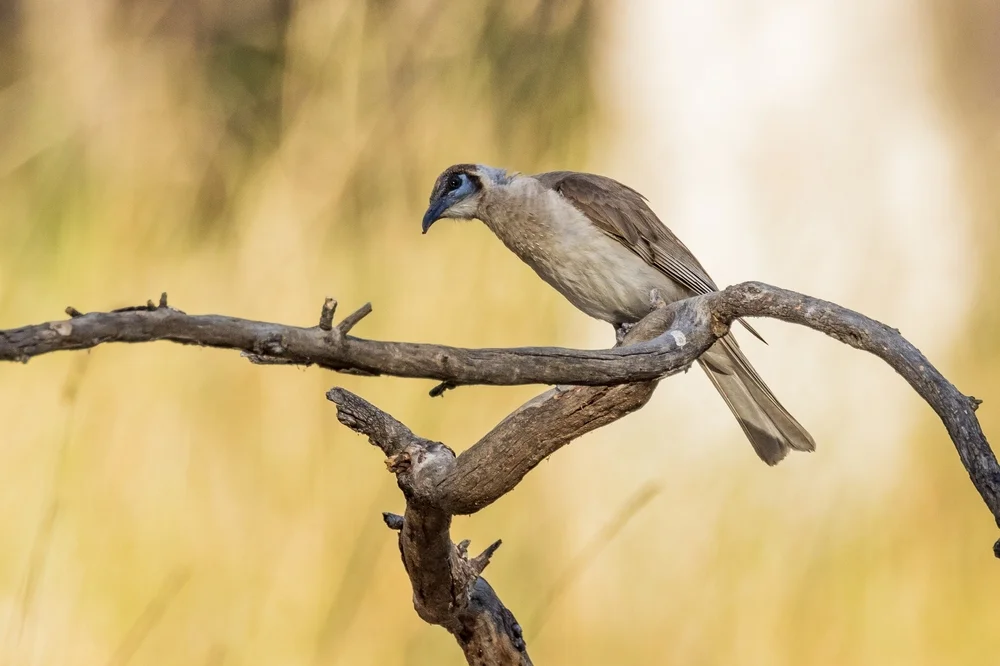 Zitronenkehllärmbrähe (Philemon citreogularis)