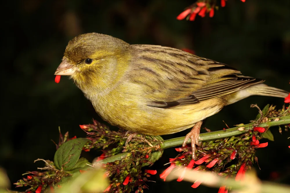 Zitronenmarkfinke (Sicalis auriventris)
